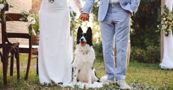 Bride and groom wedding with dog.Adorable golden Retriever wearing wreath made of beautiful flowers on wedding.