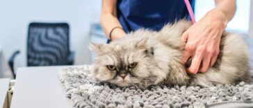 A cat with a serious face is on the vet's examination table being examined. Veterinarian examining cat with stethoscope.