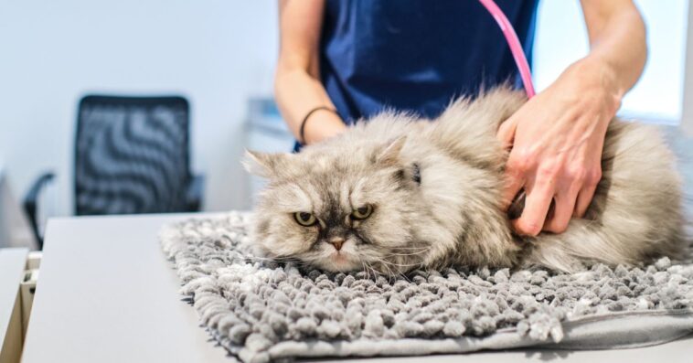 A cat with a serious face is on the vet's examination table being examined. Veterinarian examining cat with stethoscope.