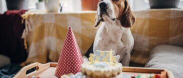 One dog, beagle sitting in front of a cake for his birthday.