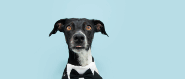 A dog wearing a tuxedo.
