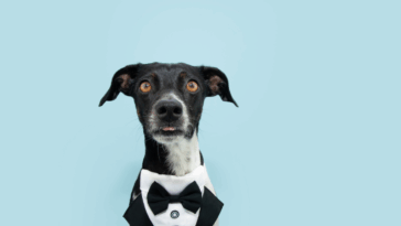 A dog wearing a tuxedo.
