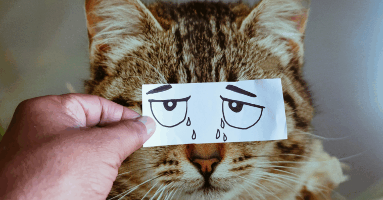 A cat with their eyes hidden with sad eyes drawn on paper.