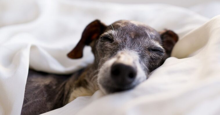 16 year old Female Italian Greyhound Sleeping.
