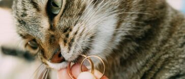 Close-up of a gray cat's face with wedding rings in its mouth. High quality photo.