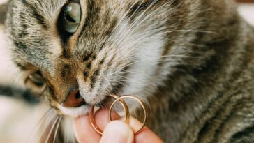 Close-up of a gray cat's face with wedding rings in its mouth. High quality photo.