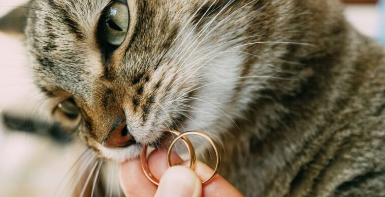 Close-up of a gray cat's face with wedding rings in its mouth. High quality photo.