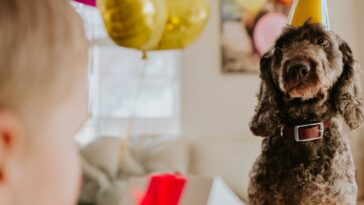 Cute image of a brown cockapoo enjoying some attention on her birthday. She is gifted a present by her young owner. She wears a party hat and is surrounded by balloons. Truly a pampered pet!