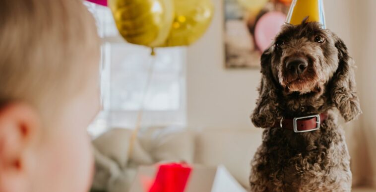 Cute image of a brown cockapoo enjoying some attention on her birthday. She is gifted a present by her young owner. She wears a party hat and is surrounded by balloons. Truly a pampered pet!