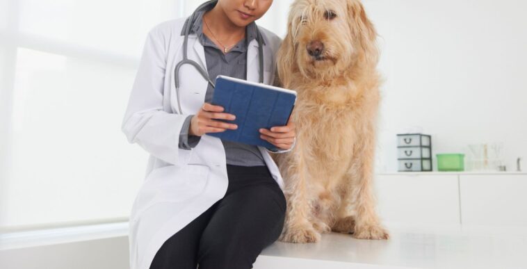 A vet sits next to a dog while looking at atablet.