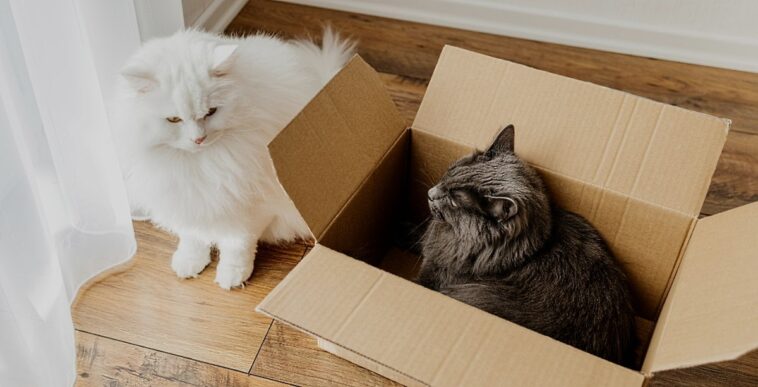 two cats with one in a moving box