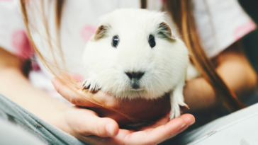 Guinea Pig