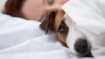 dog in bed with sleeping woman
