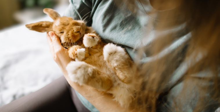 young woman holding pet rabbit