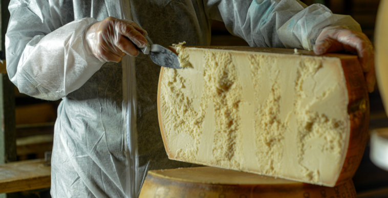Person carving into large cheese wheel