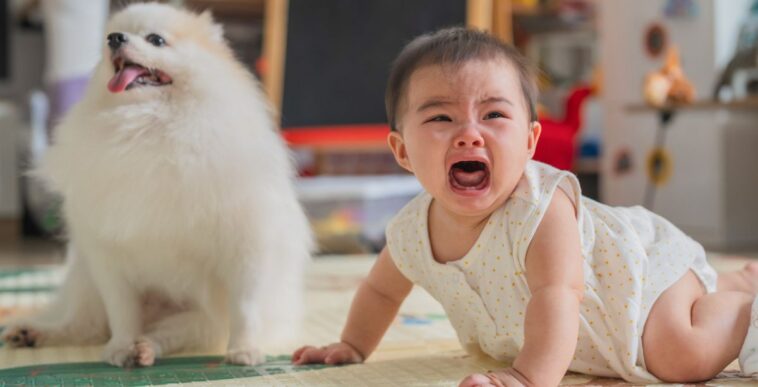 A white, puffy puppy sits next to a crying baby.