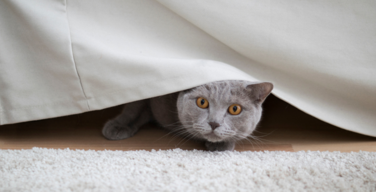 A cat peeking out from under a sheet.