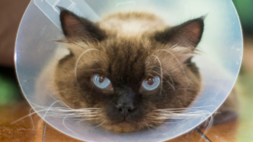 Cat wearing cone after surgery
